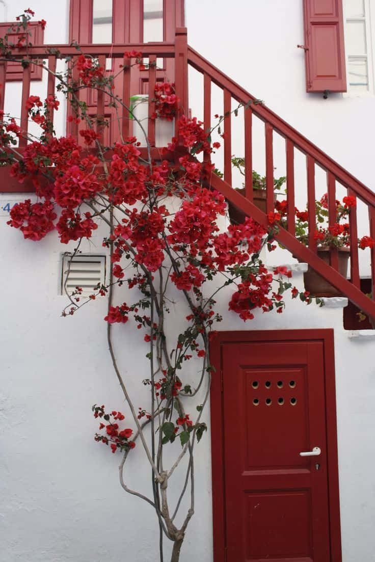 Red And White Perfection Background