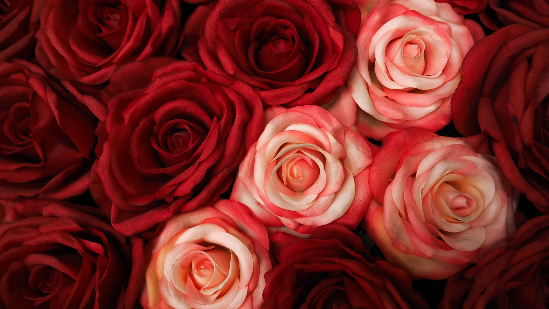 Red And White Roses - A Classic Symbol Of Undying Love. Background