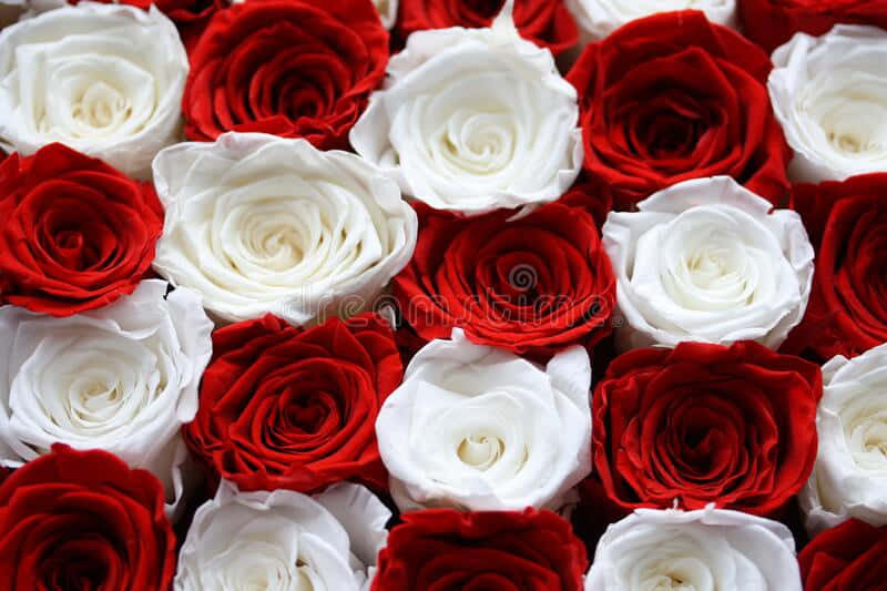 Red And White Roses Alternating Pattern Background