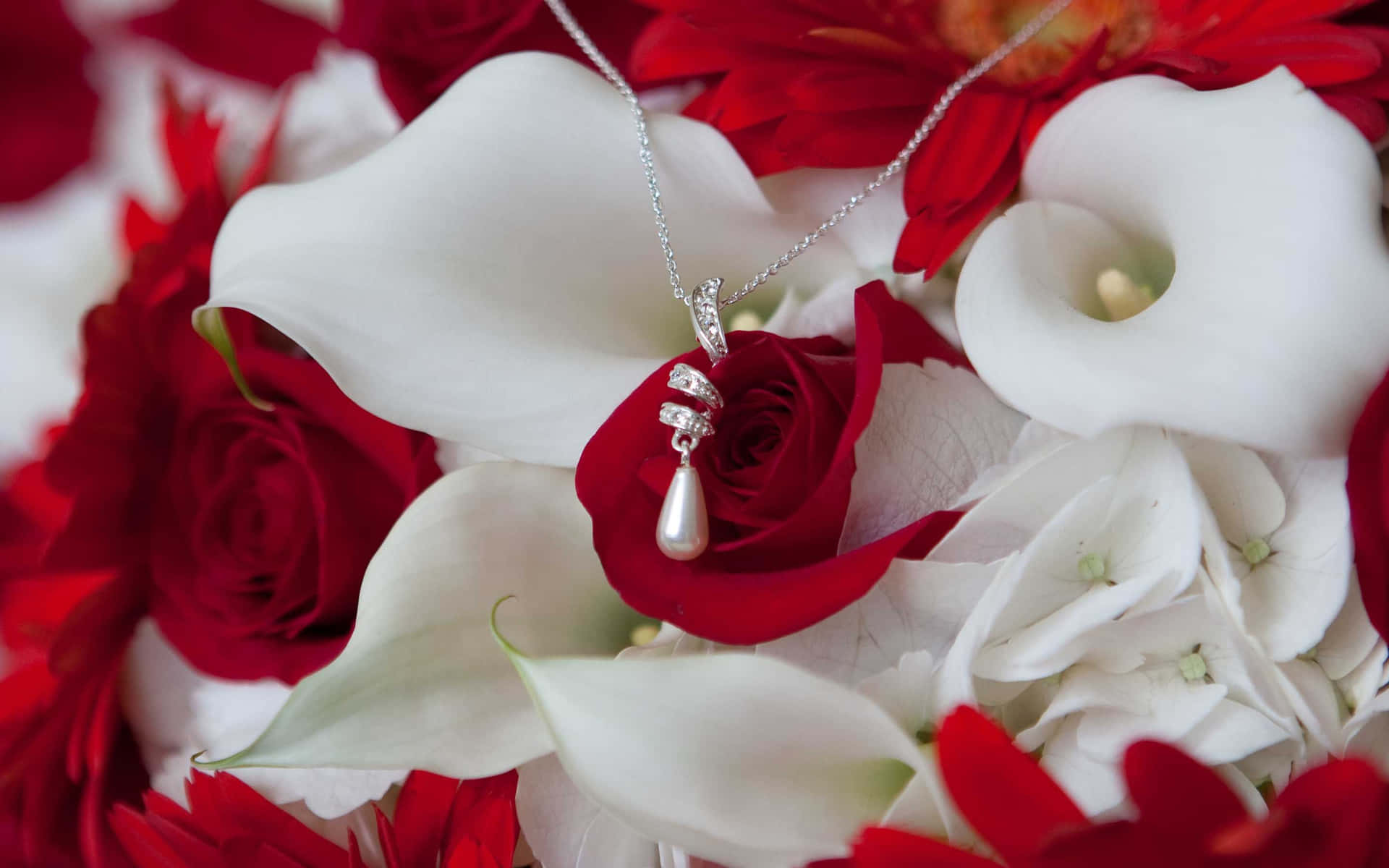 Red And White Roses For A Special Occasion Background