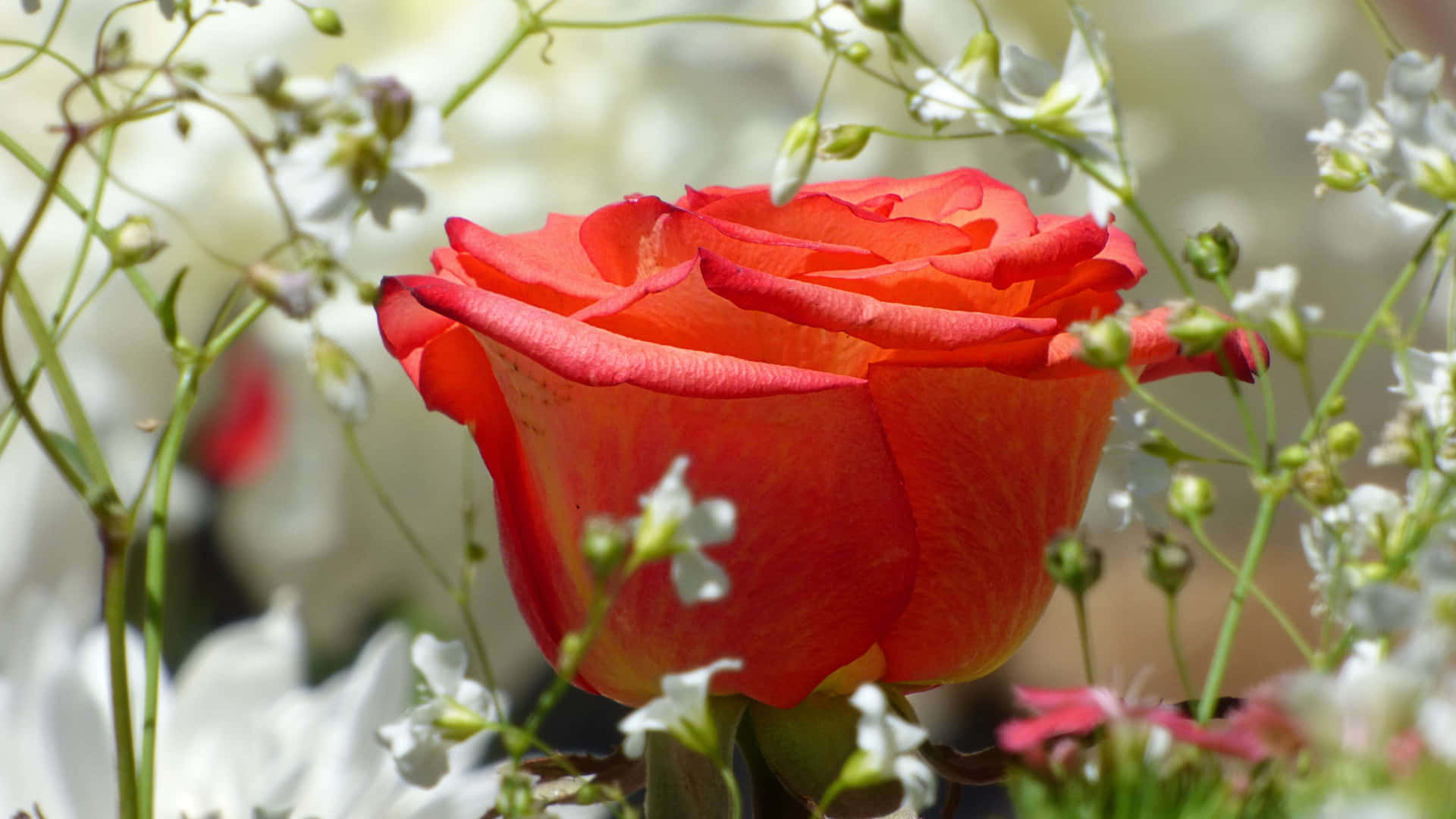 Red And White Roses In Bloom Background