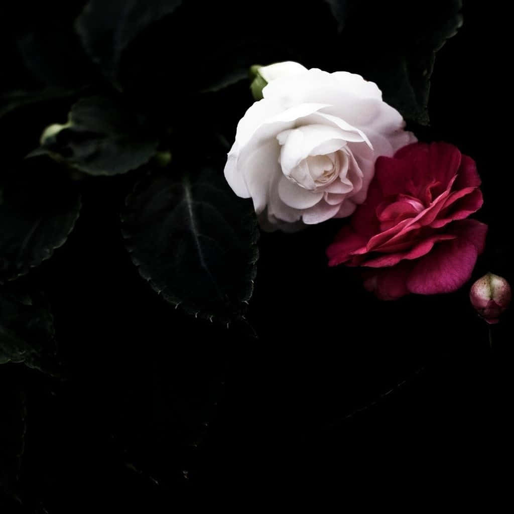 Red And White Roses In The Dark Background