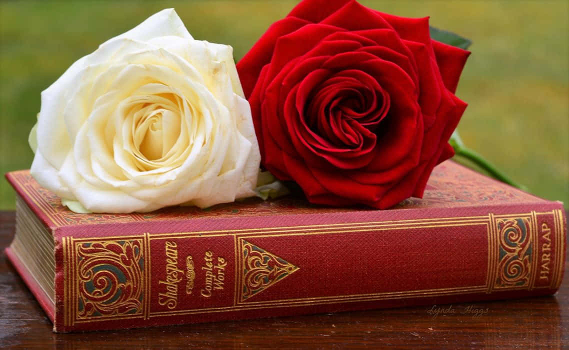 Red And White Roses On A Book Background