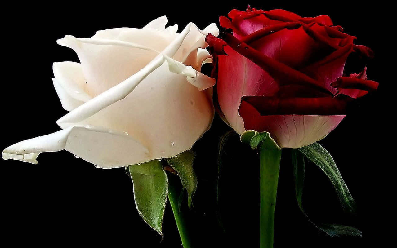 Red And White Roses On Black Background