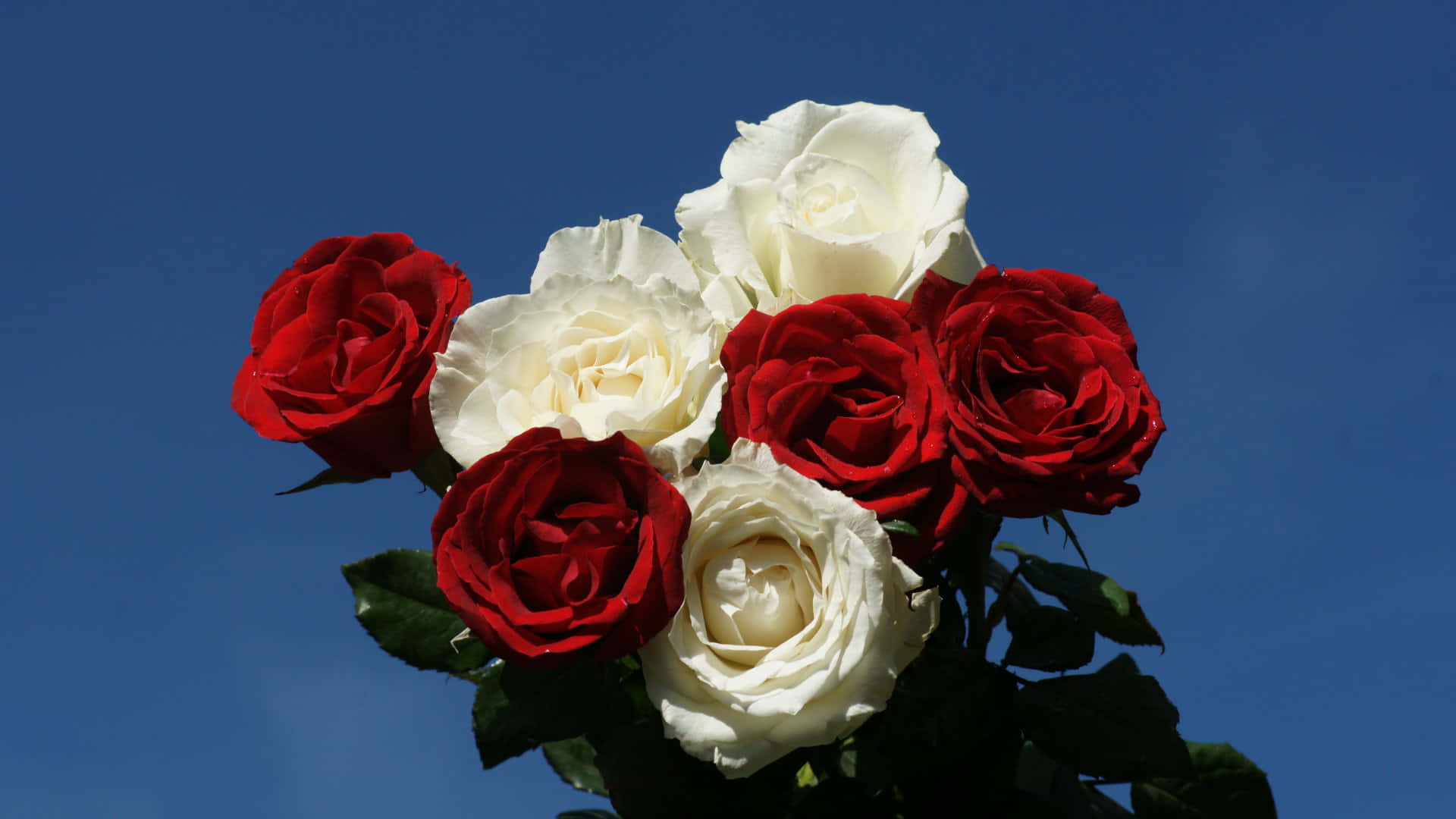 Red And White Roses On Blue Background