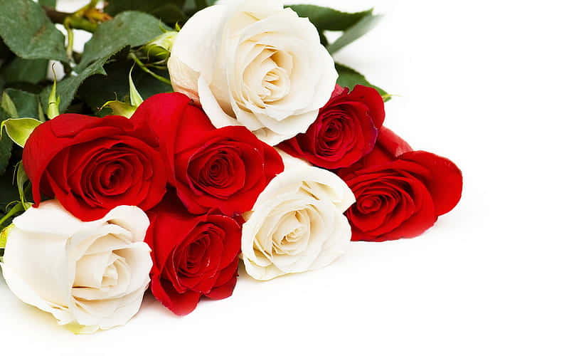 Red And White Roses On White Background