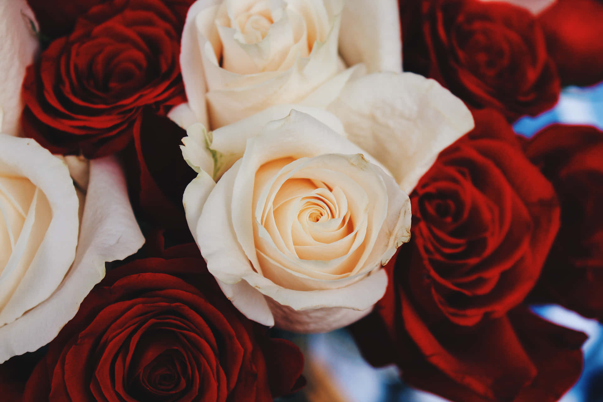 Red And White Roses Up-close Background