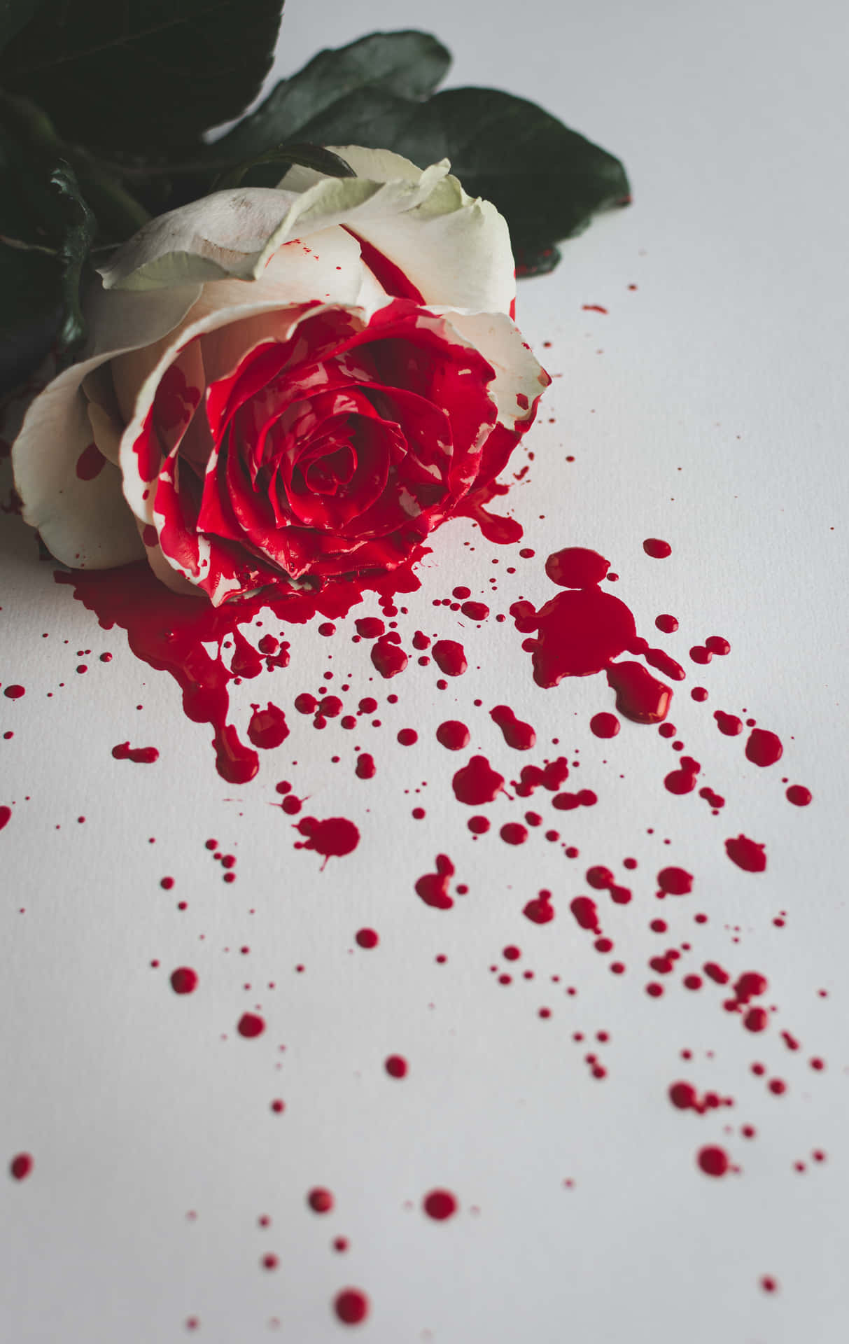 Red And White Roses With Blood Splash Background