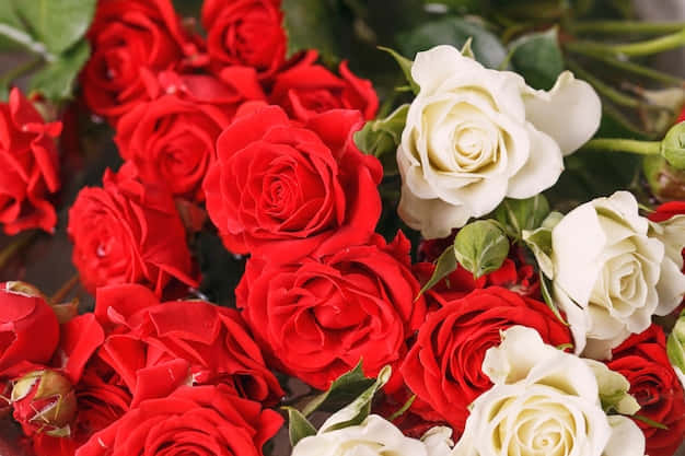 Red And White Roses With Green Leaves Background