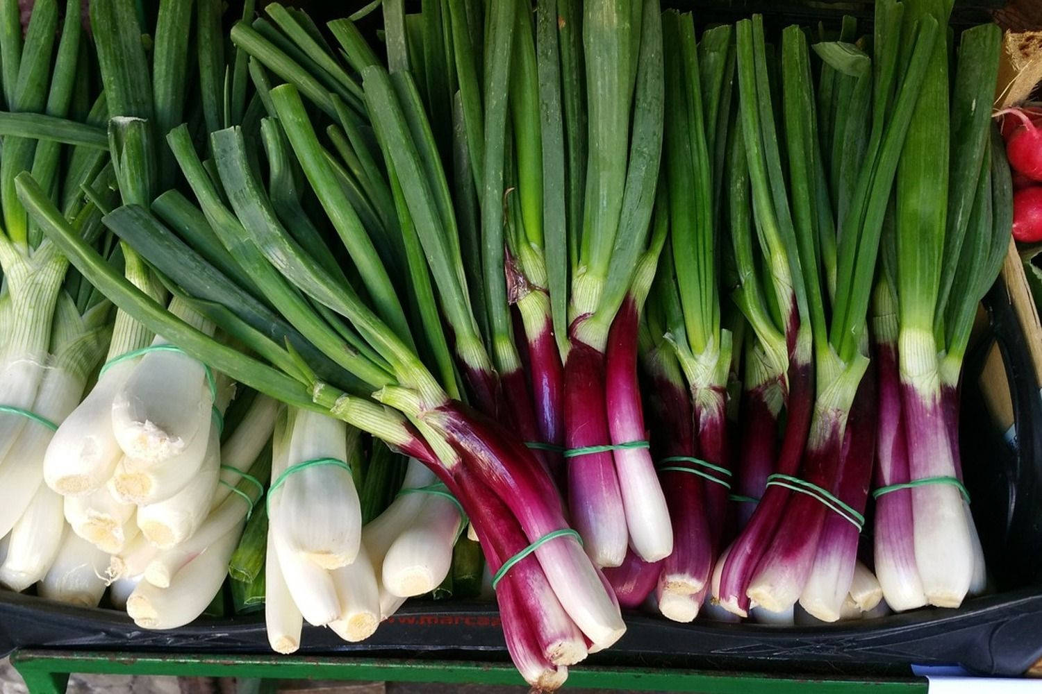 Red And White Spring Onions