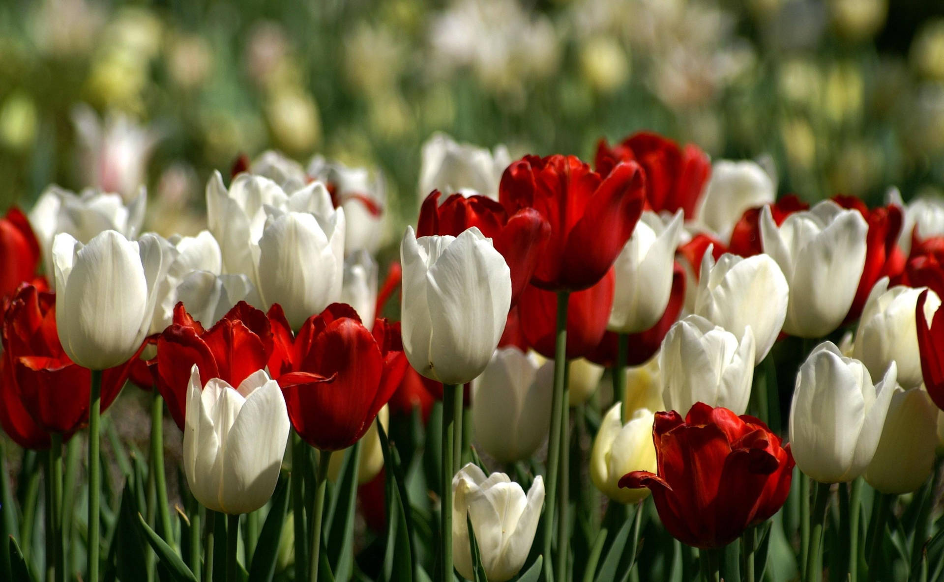 Red And White Tulips Background