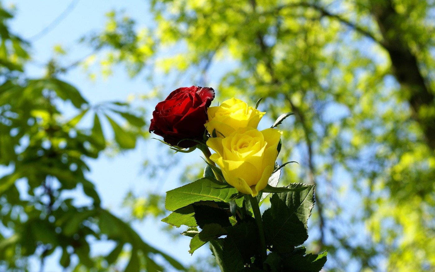 Red And Yellow Rose Background