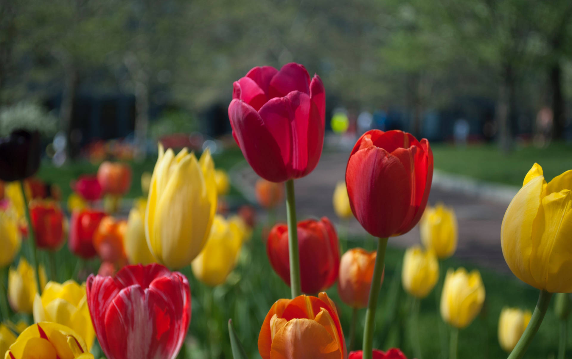 Red And Yellow Tulip Flowers Background