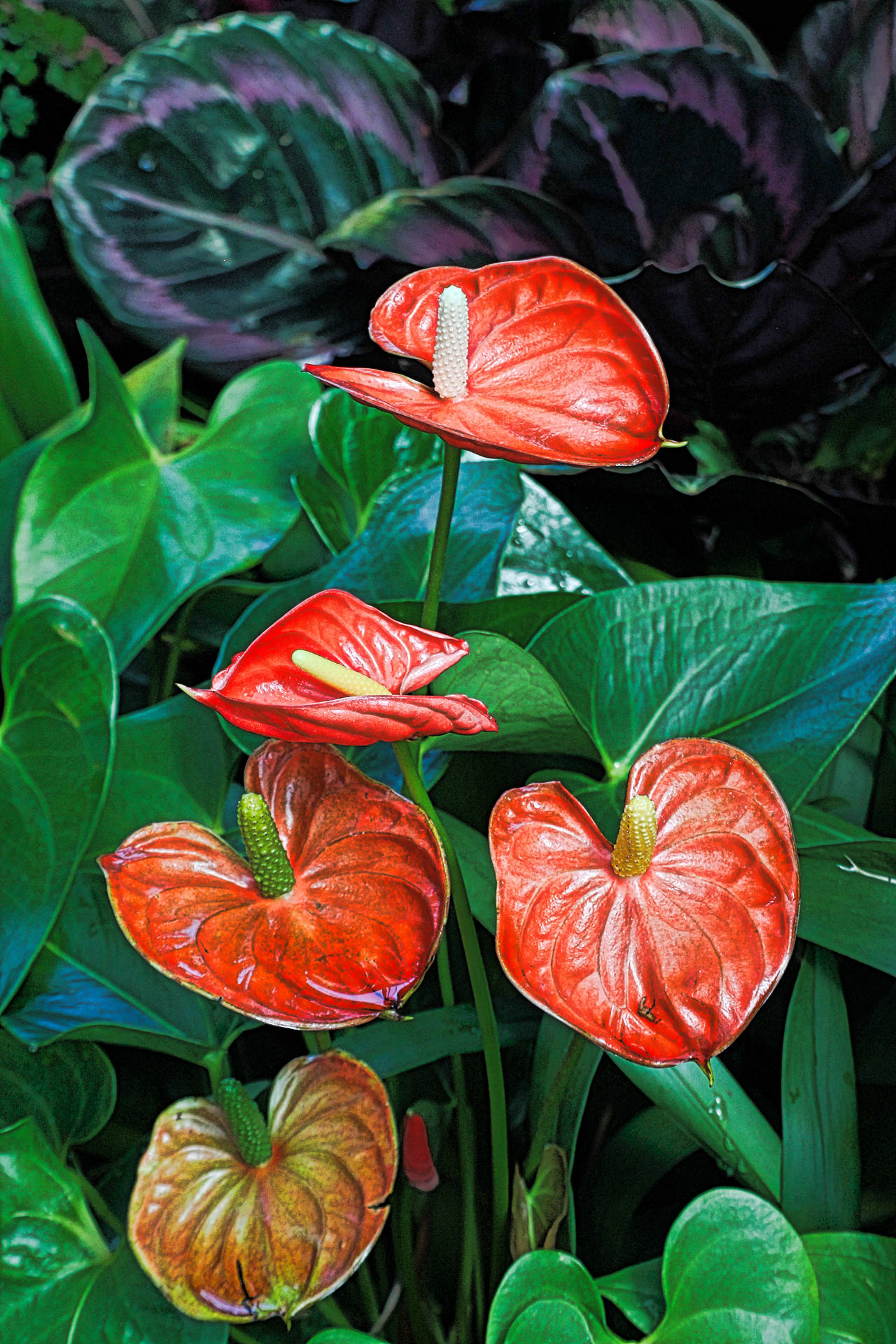 Red Anthurium Orchids Background