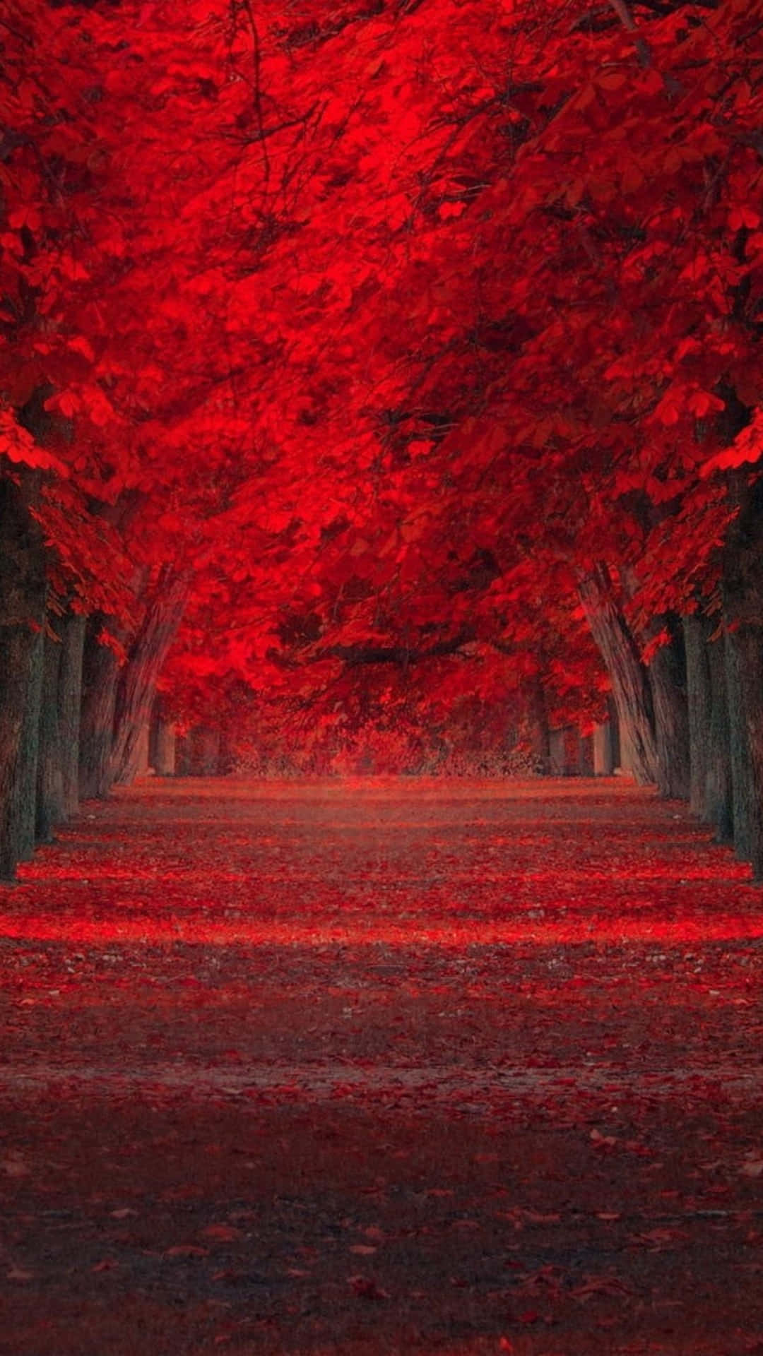 Red Autumn Leaves In The Forest Background