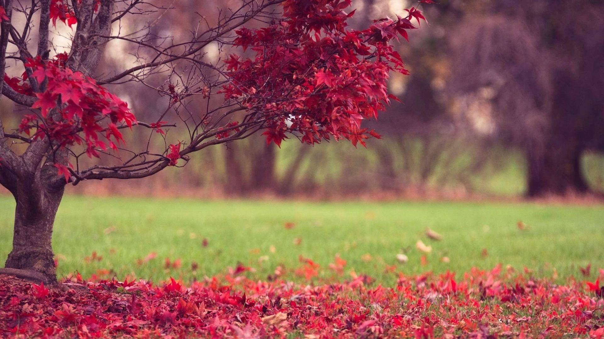 Red Autumn Tree Full Hd Computer Desktop