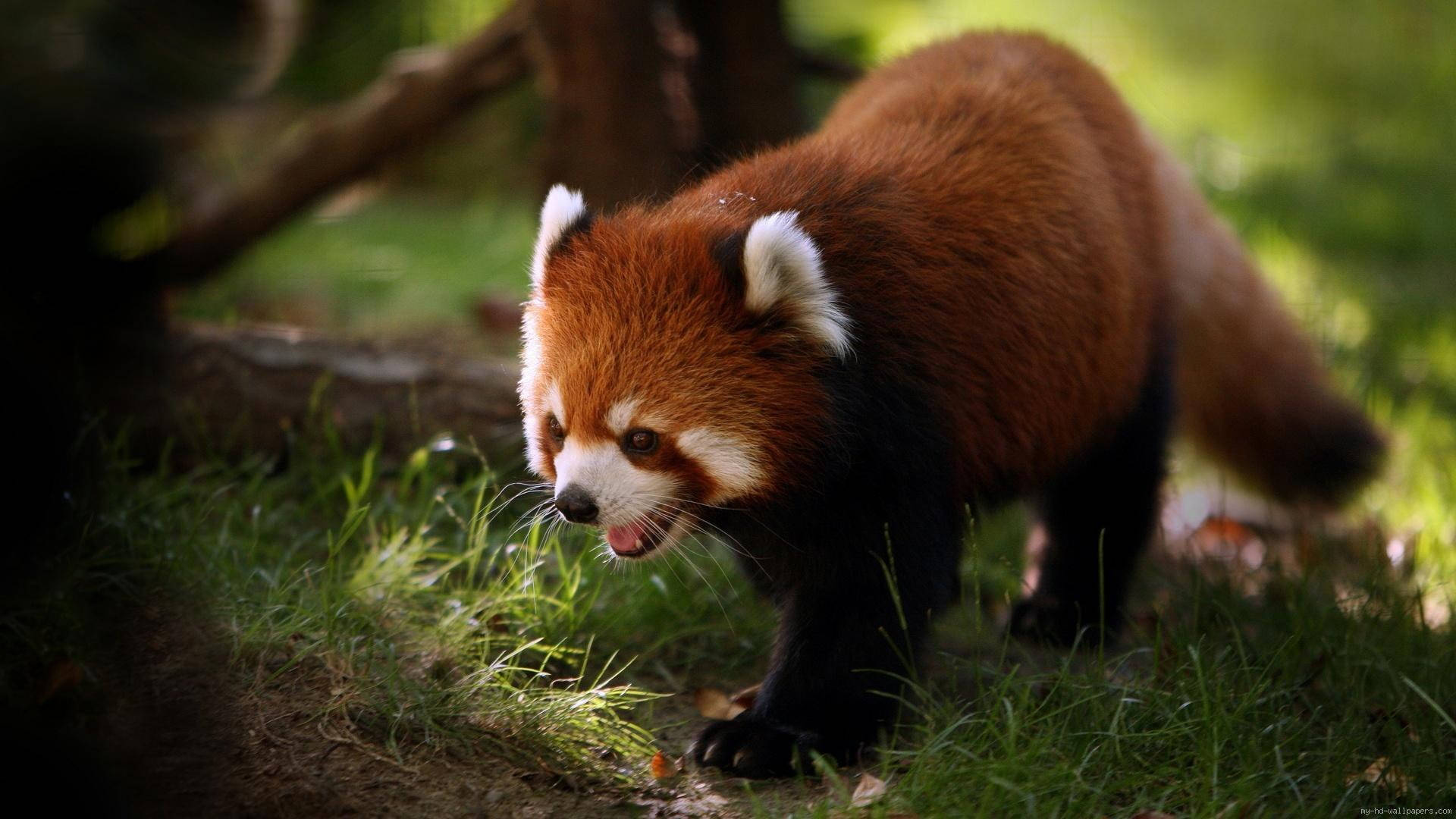 Red Baby Panda Fox Background