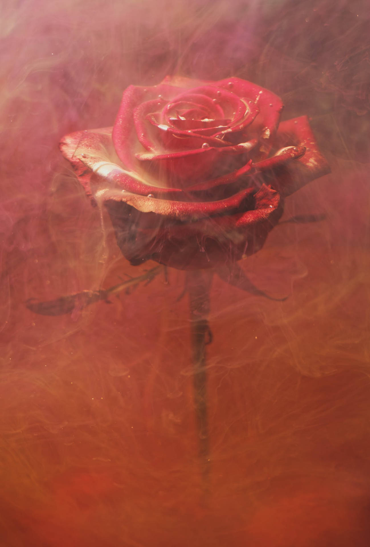 Red Baddie Rose Background