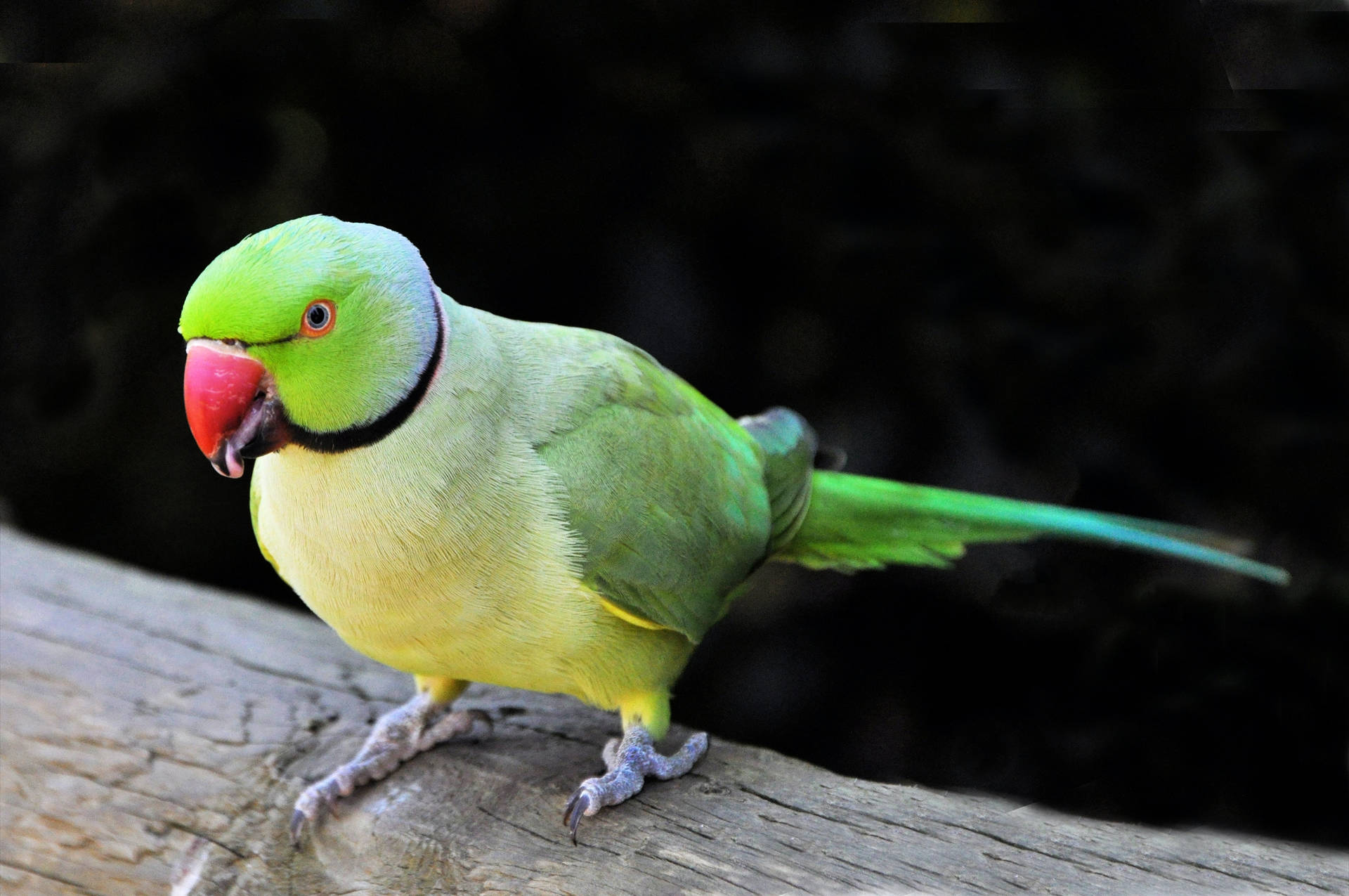 Red Beak Green Parrot Hd Background