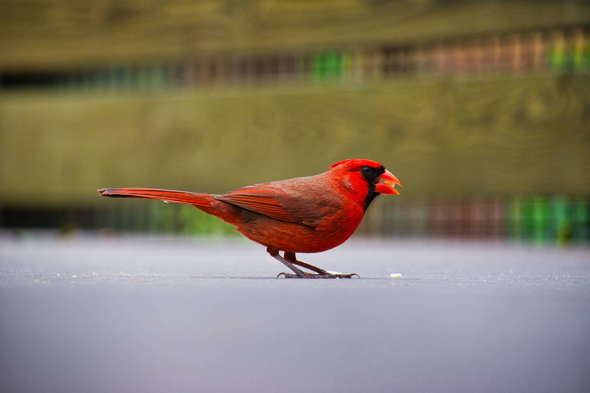 Red Beautiful Birds Background