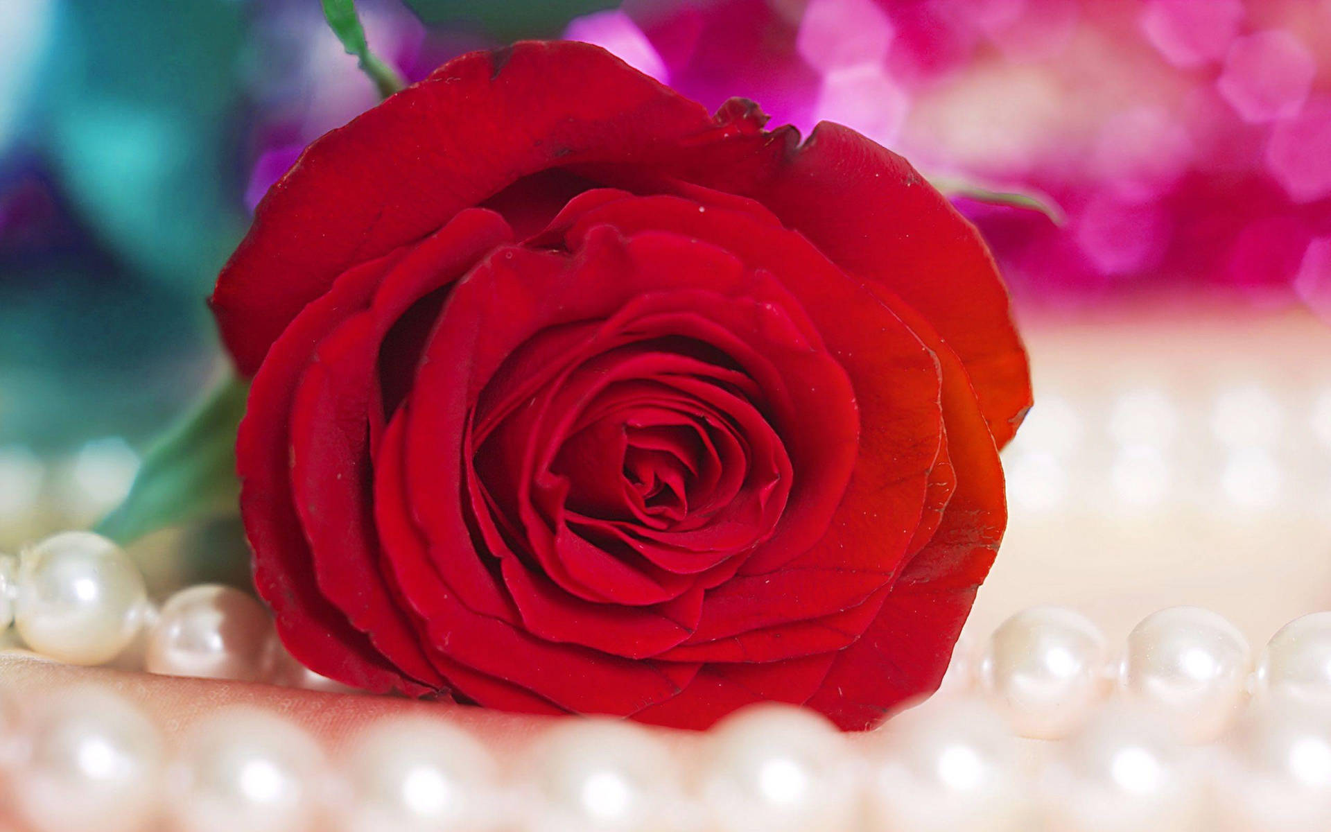 Red Beautiful Rose Hd On Pearls Background