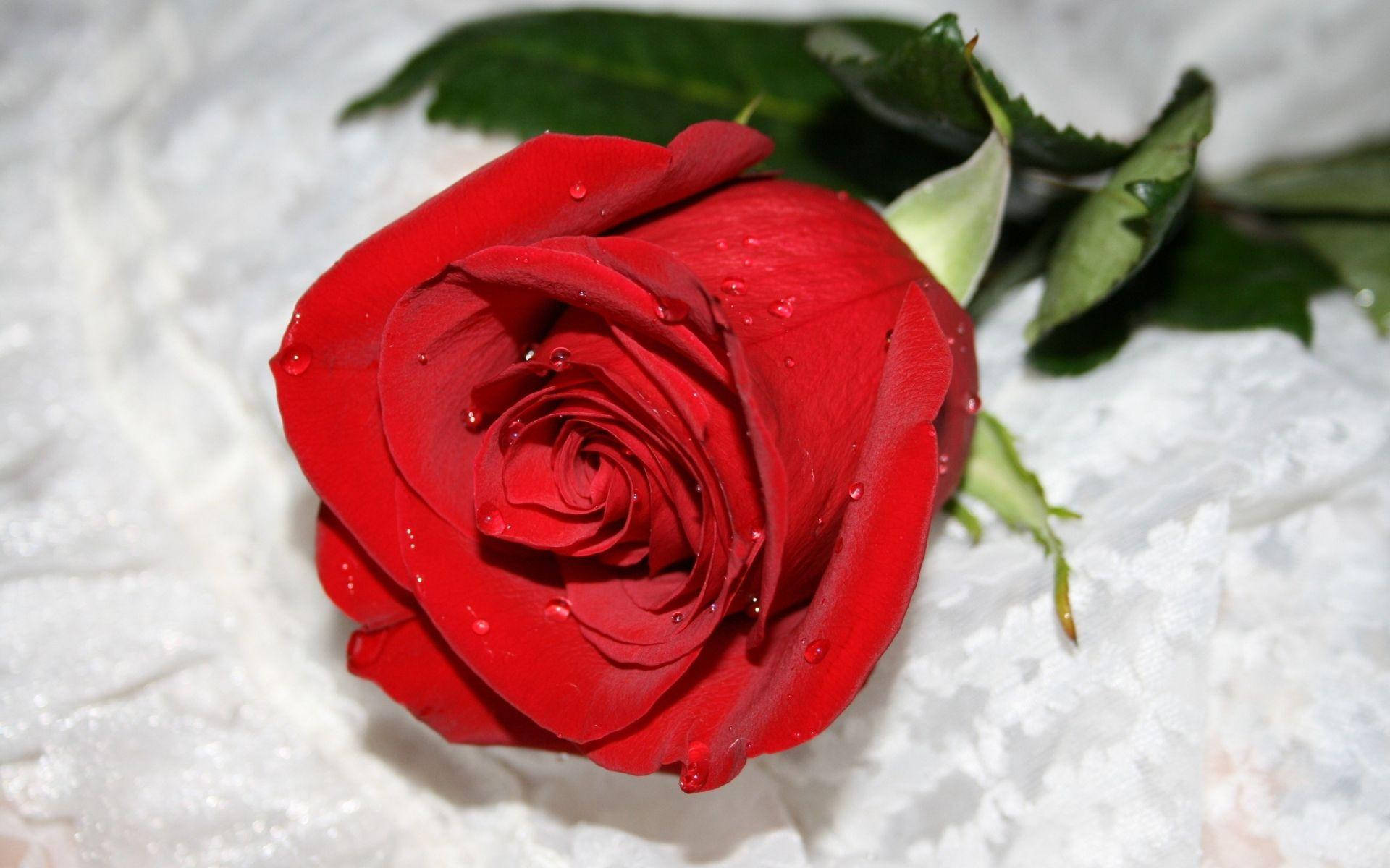 Red Beautiful Rose Hd Water Drops