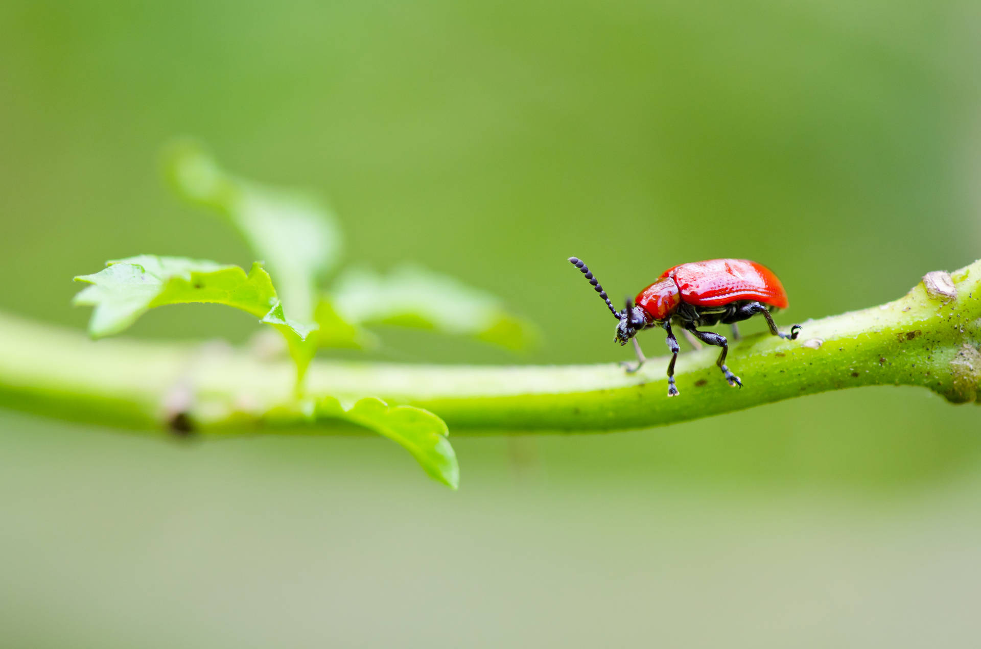 Red Beetle Crawling On A Branch