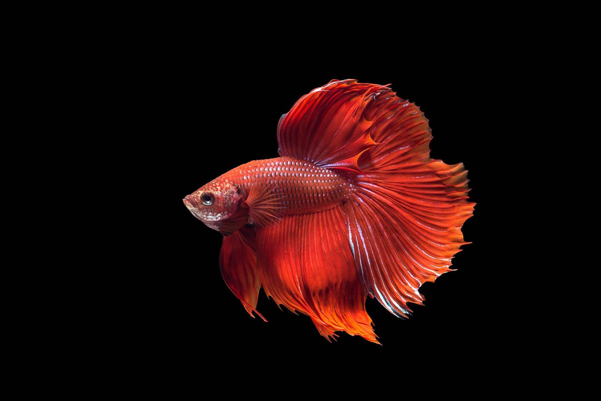 Red Betta Fish