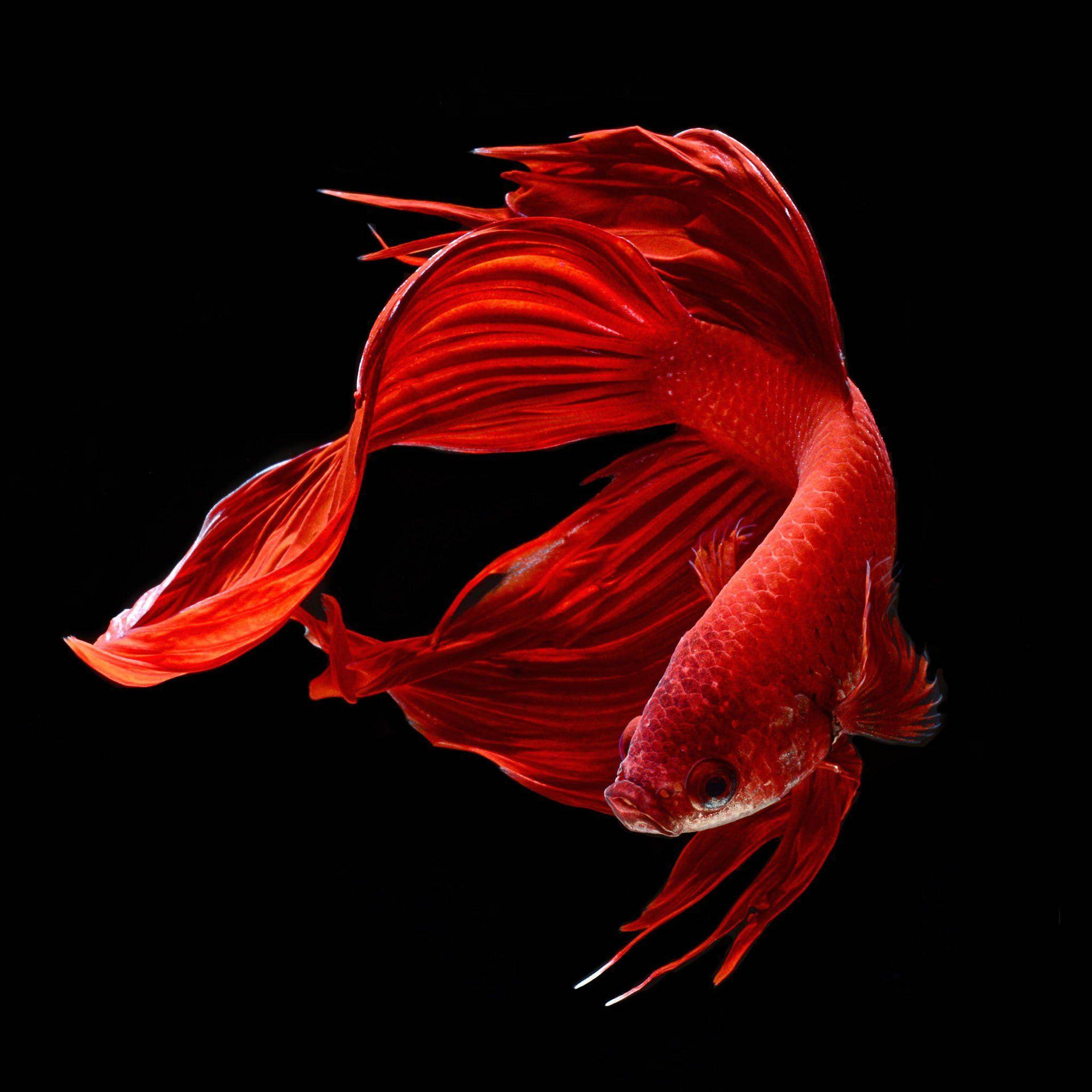 Red Betta Fish