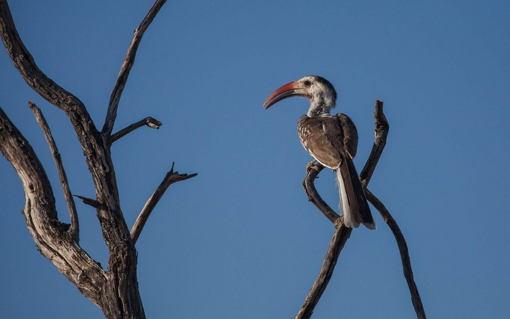 Red-billed Hornbill Birds In Nature Background