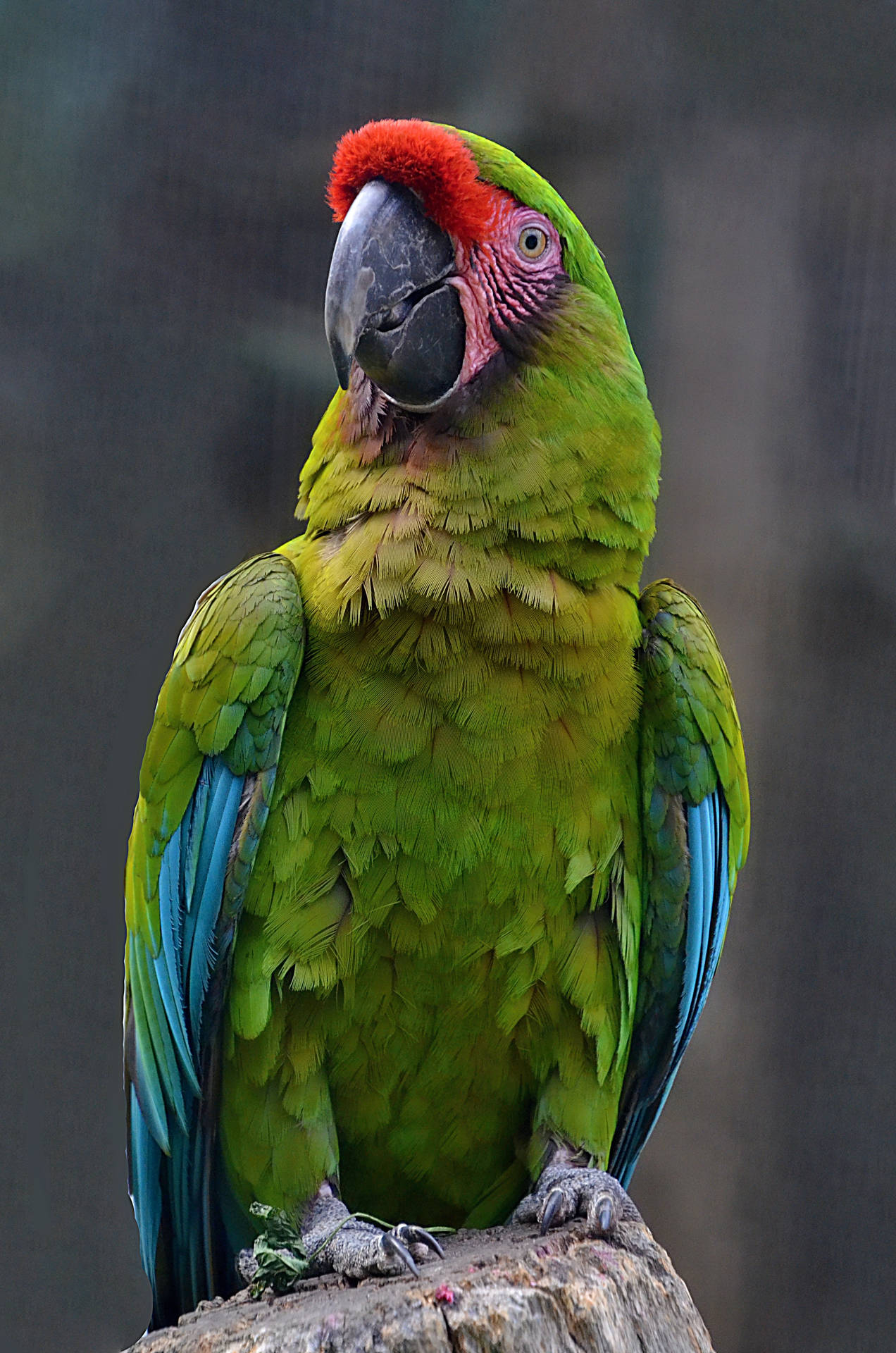Red, Blue, And Green Parrot Hd Background