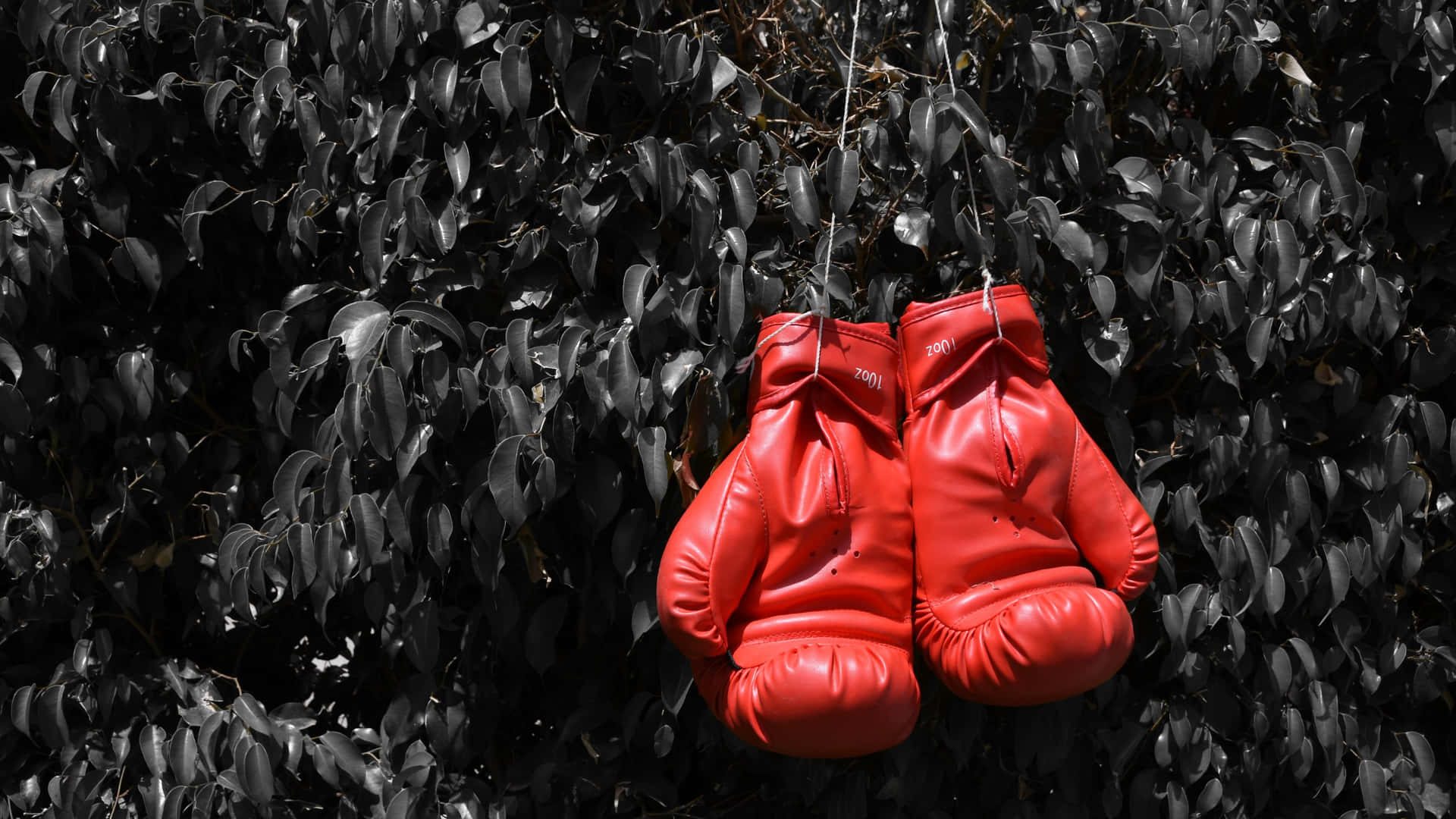 Red Boxing Gloves Hangingon Leafy Background Background