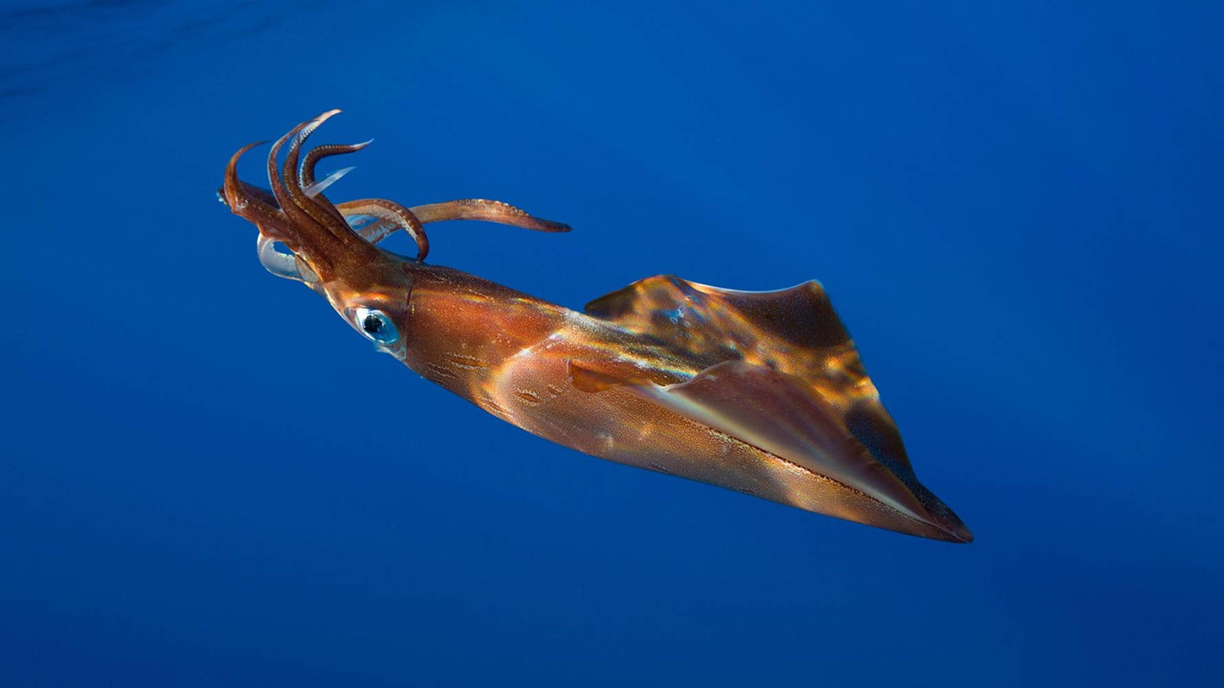 Red Brown Squid