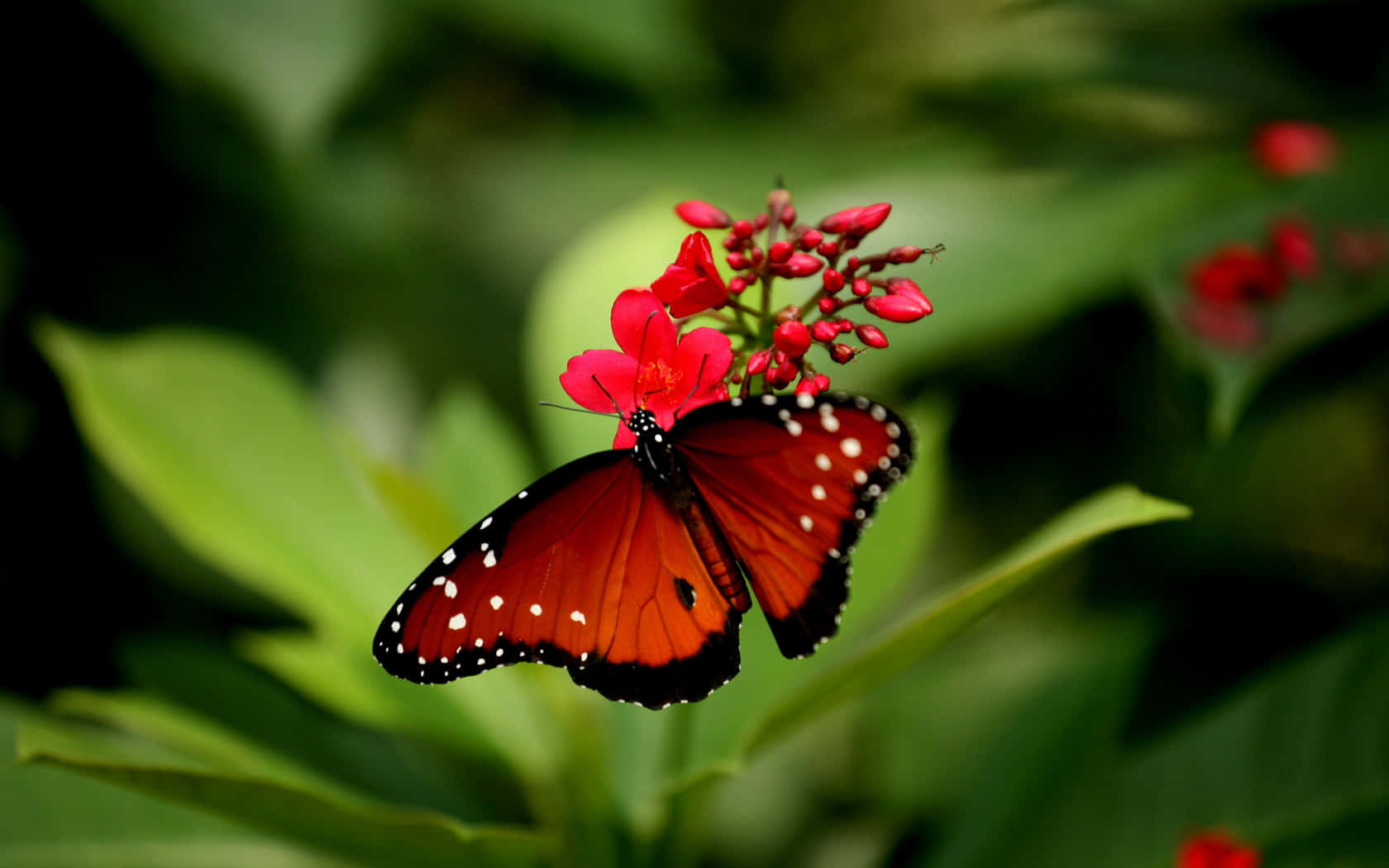 Red Butterfly On Flower