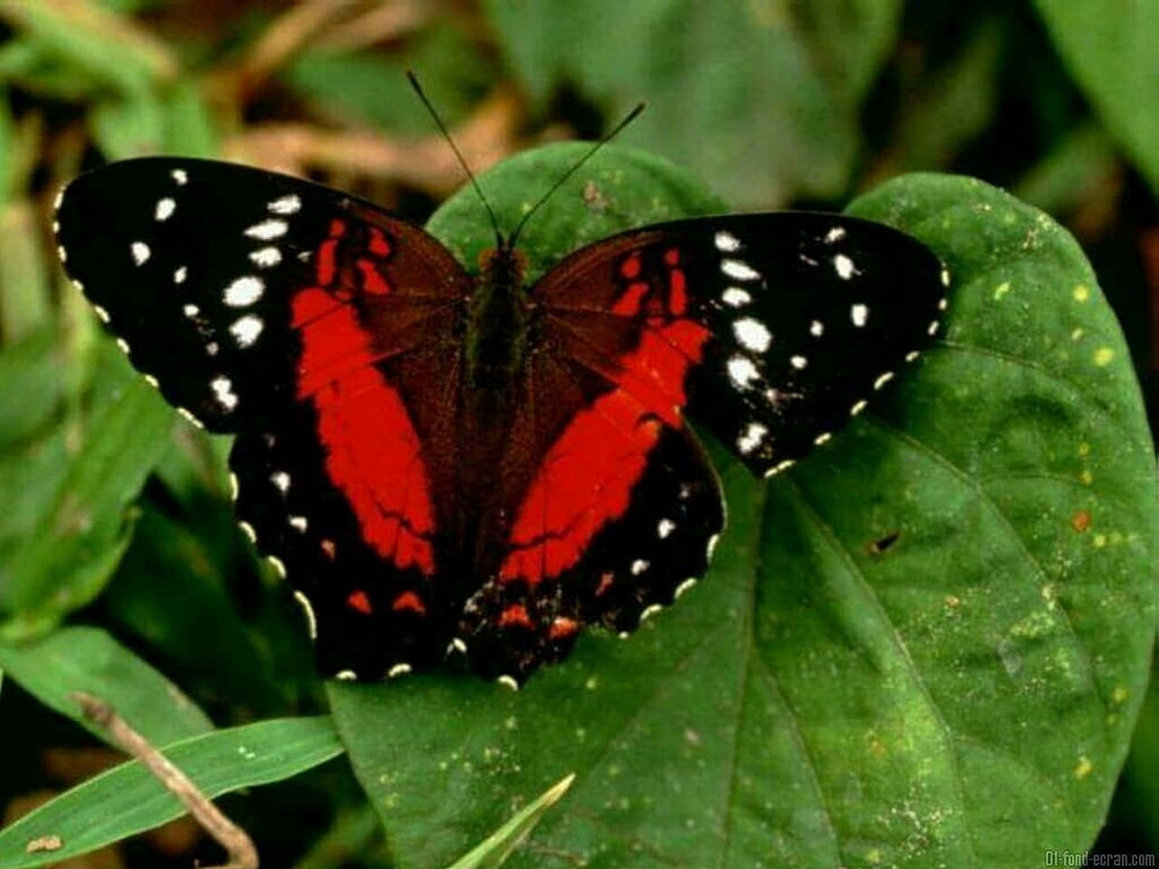 Red Butterfly On Leaf Background