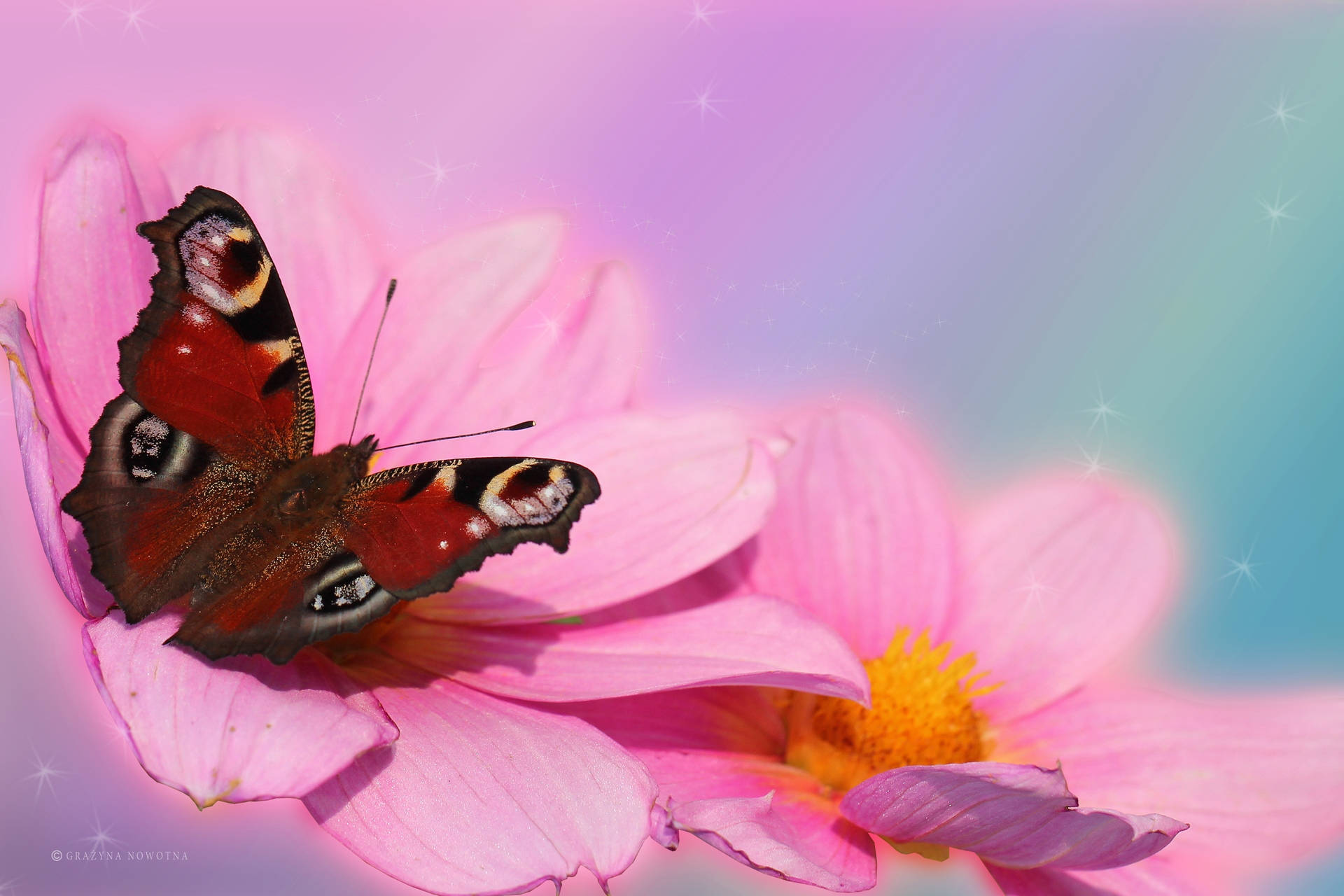 Red Butterfly On Pink Daisy Flowers Background