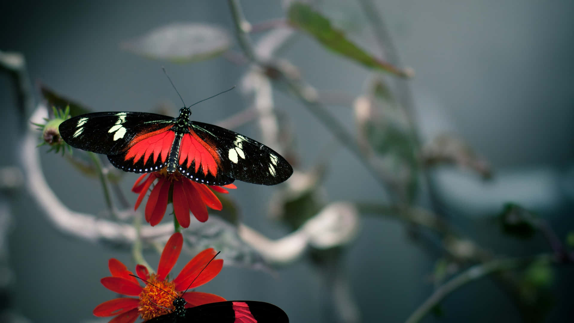 Red Butterfly On Top Background