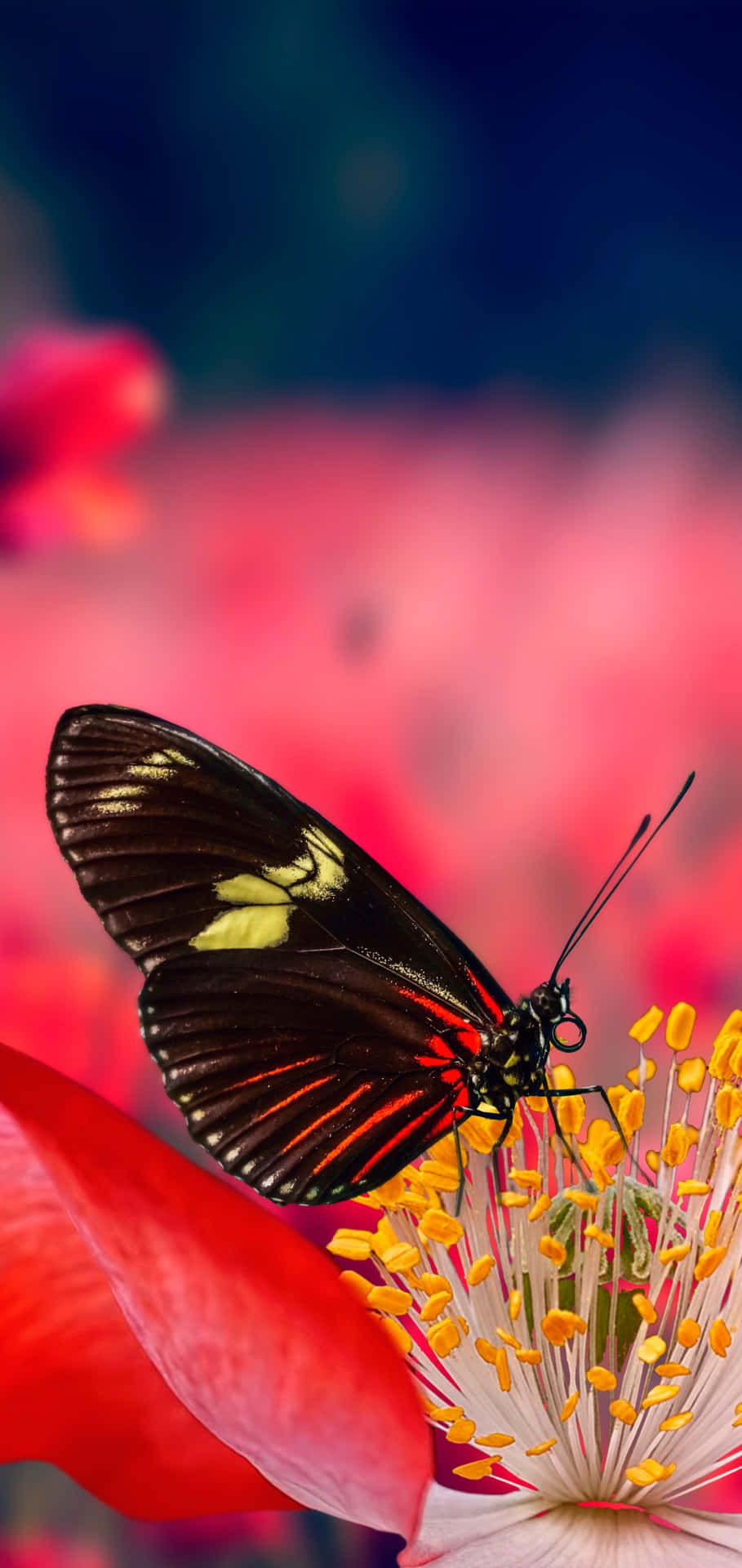 Red Butterfly Touching Yellow Background