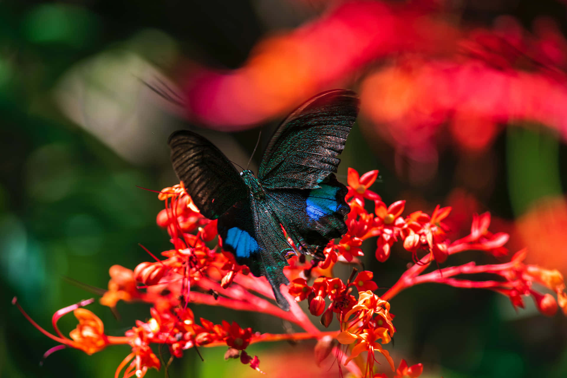 Red Butterfly With Blurred