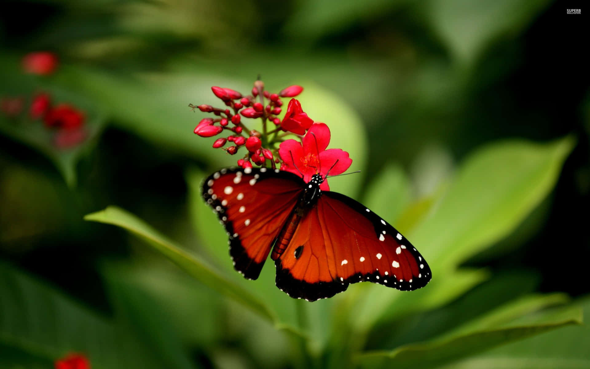 'red Butterfly With Intricate Light Blue Designs' Background