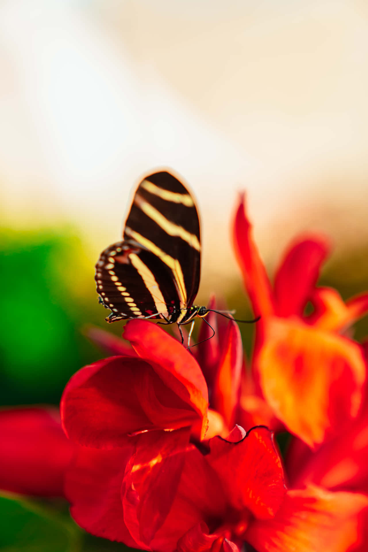 Red Butterfly With Stripes Background