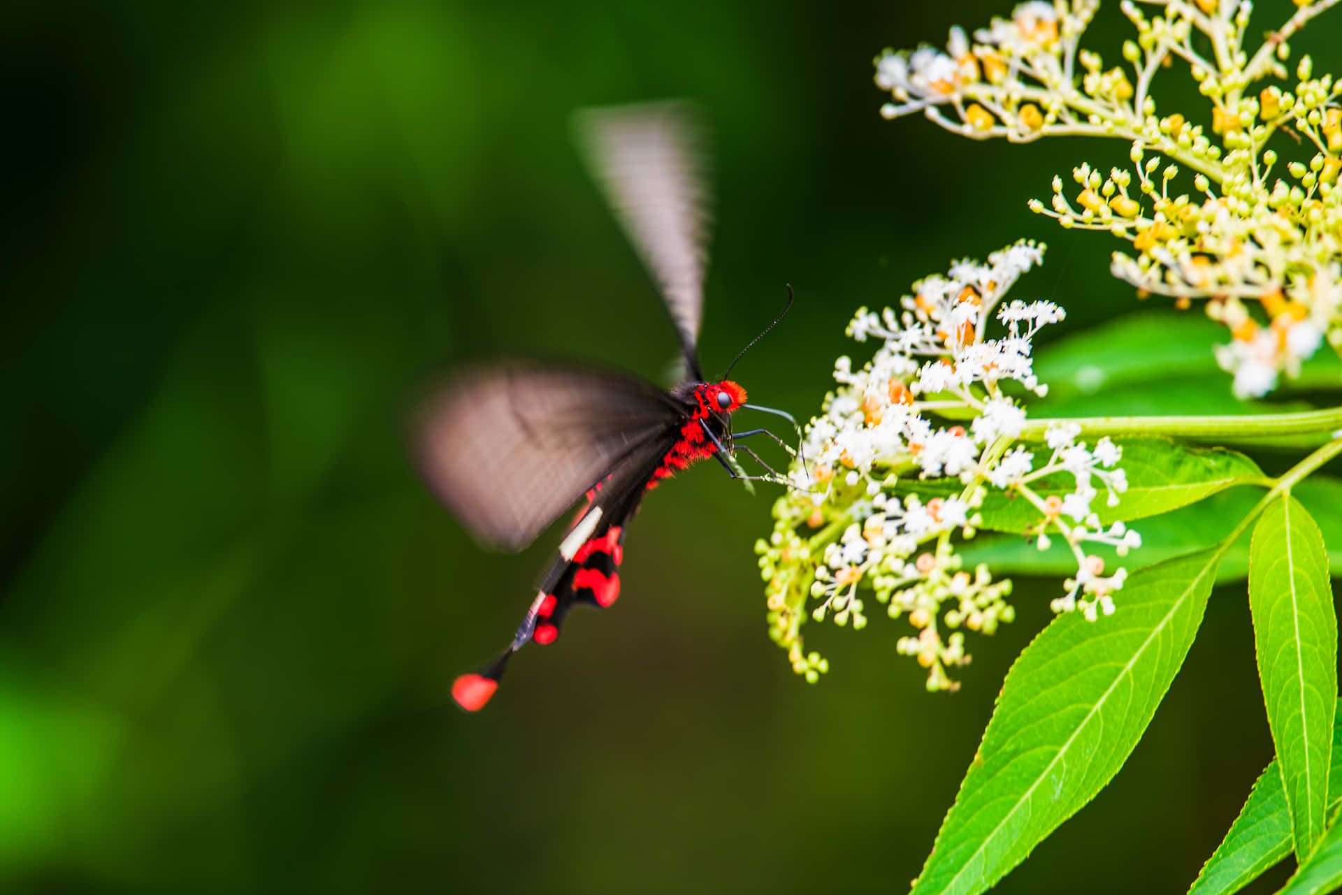 Red Butterfly Yellow Flowers Background