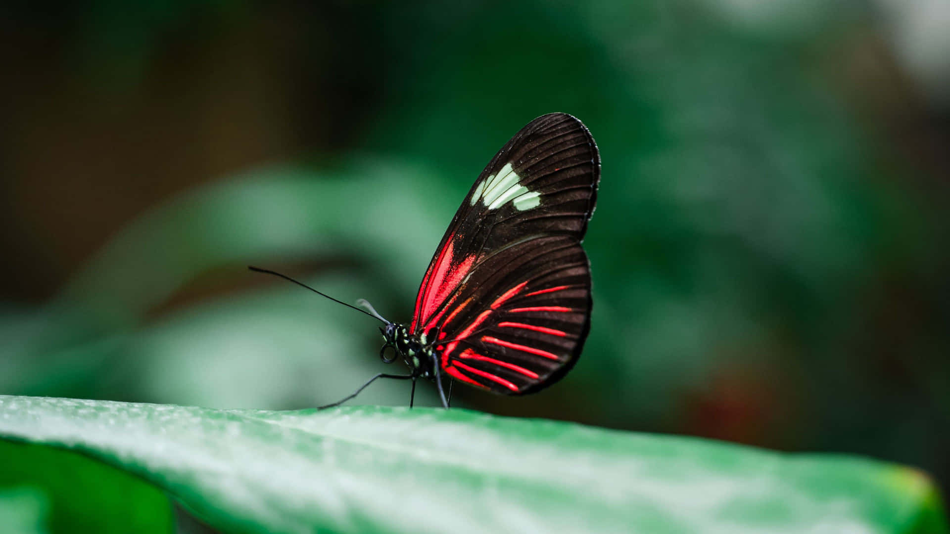 Red Butterfly Zoomed In Background