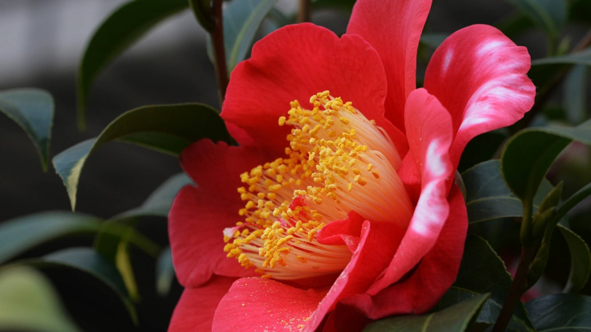 Red Camellia Sasanqua Flower Background