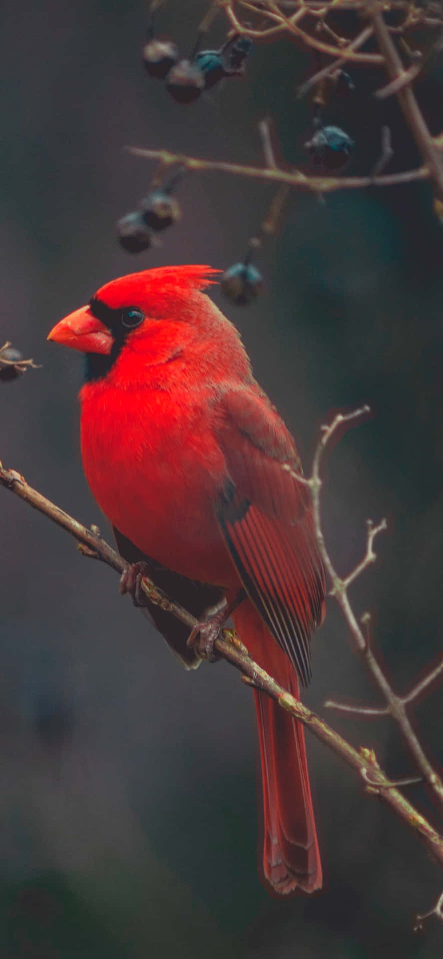 Red Cardinal Bird For Iphone