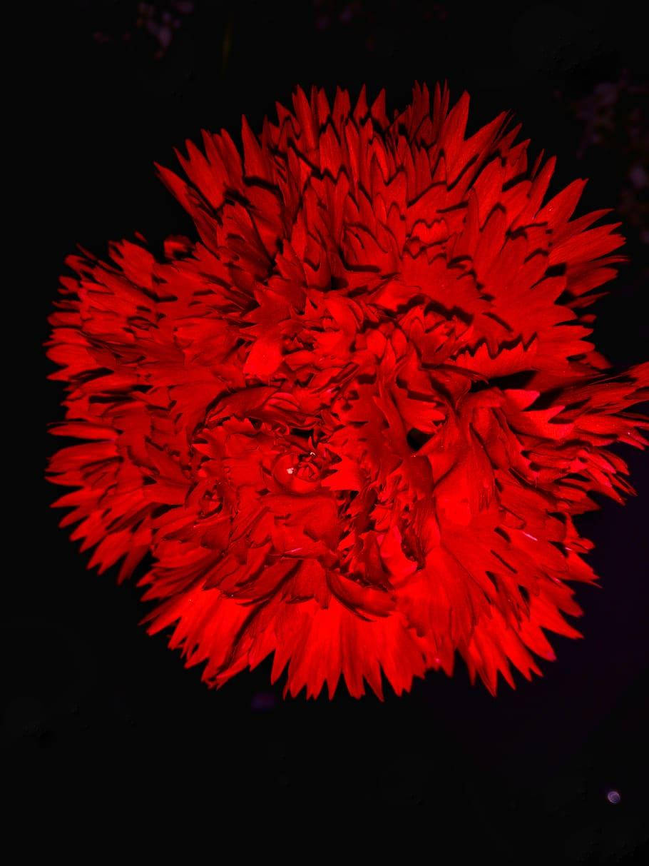 Red Carnation Dark Hd Flowers Background