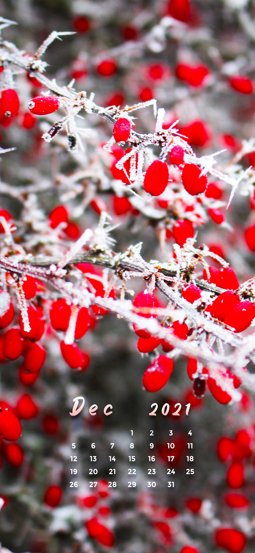 Red Cherries December 2021 Calendar Background