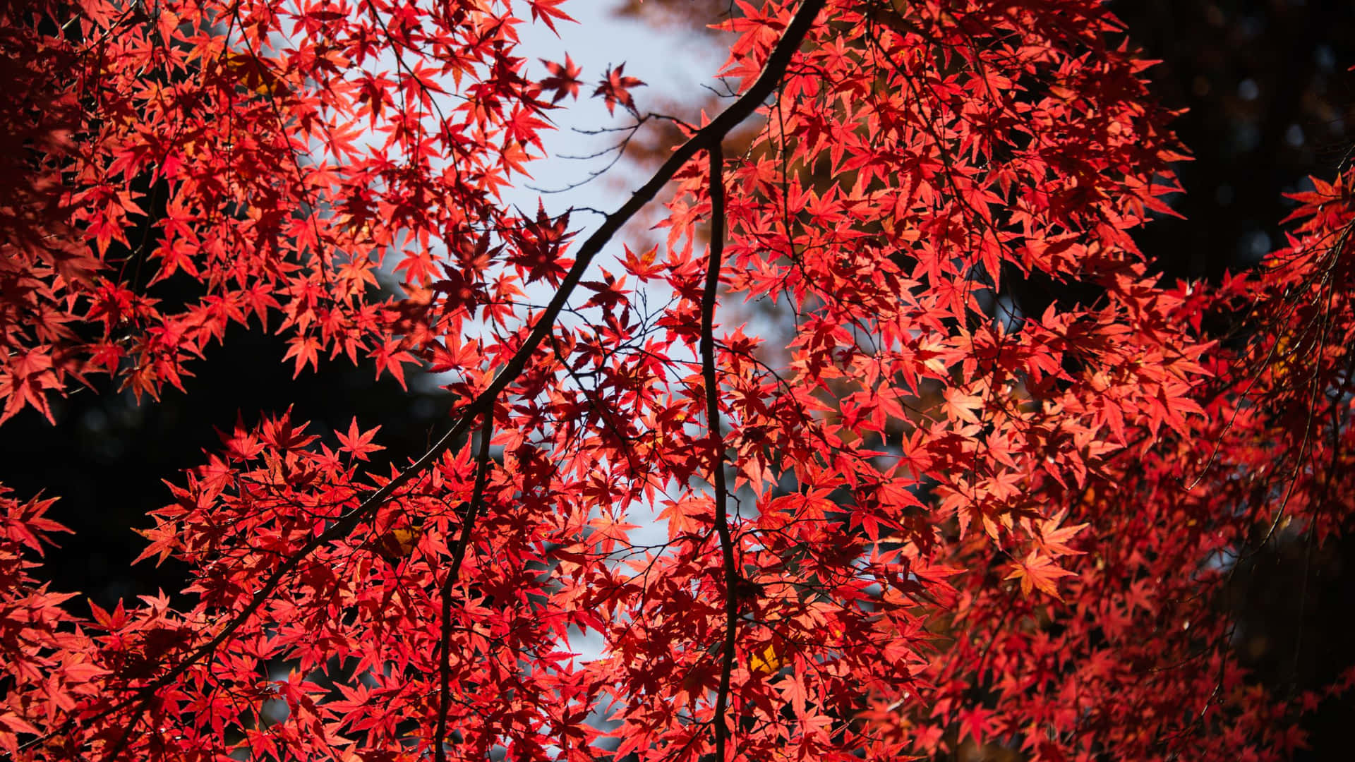 Red Cherry Blossom Pc Background