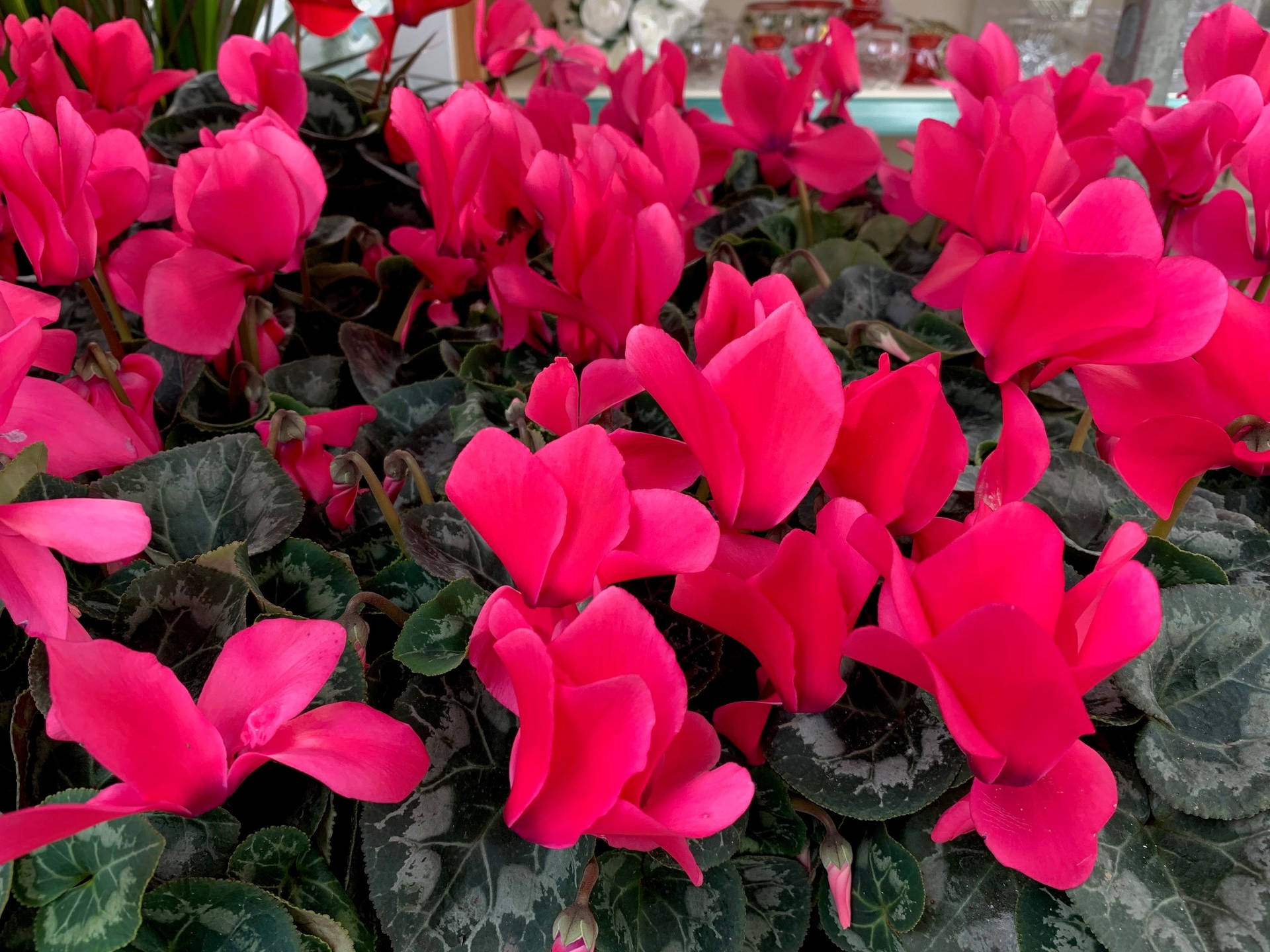 Red Christmas Cyclamen Background