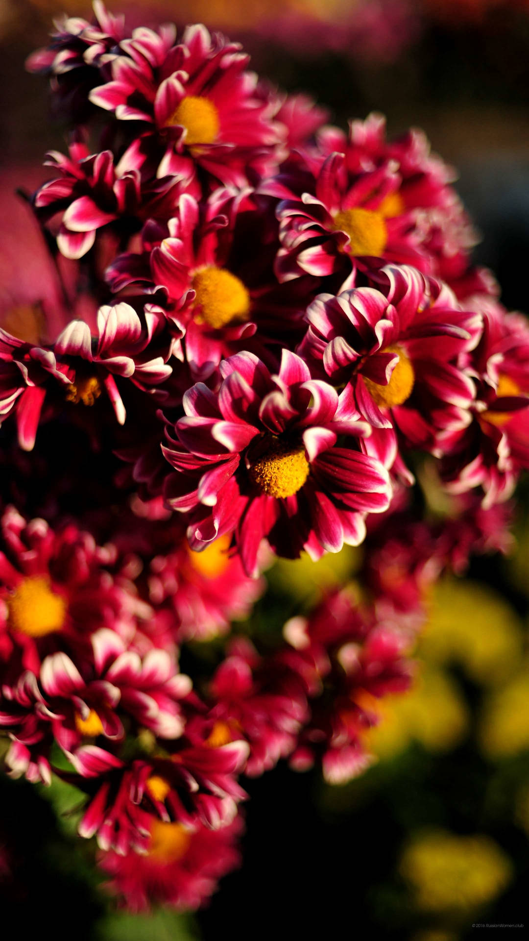 Red Chrysanthemum Beautiful Phone Background